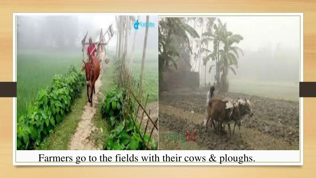 farmers go to the fields with their cows ploughs