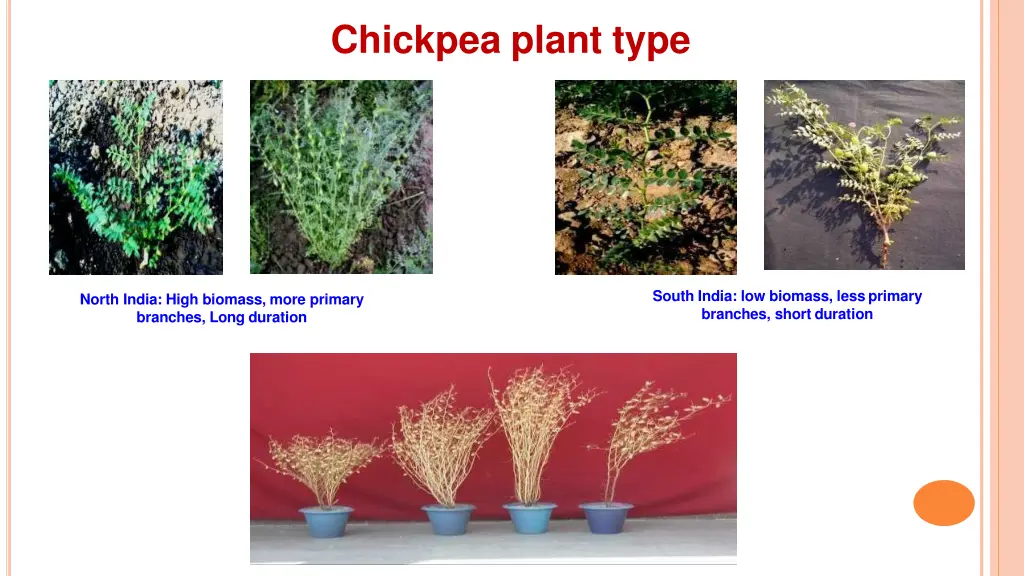 chickpea plant type