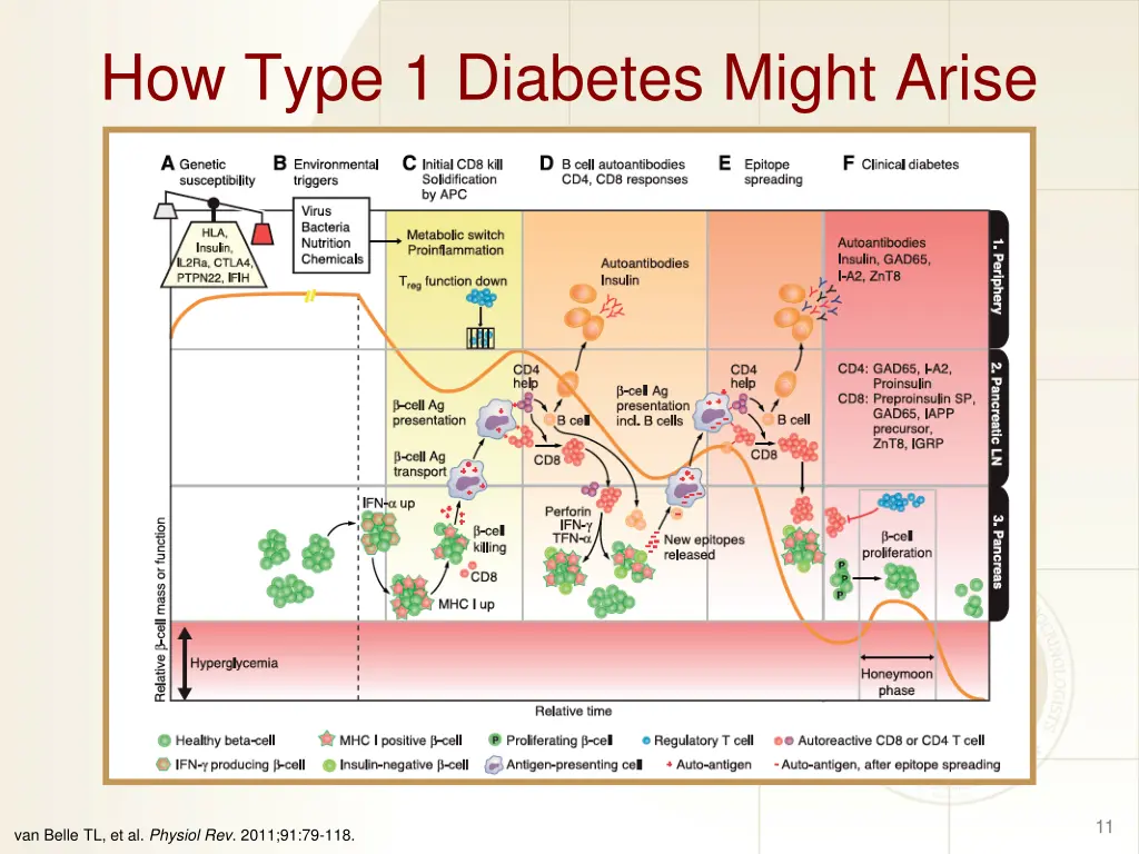 how type 1 diabetes might arise