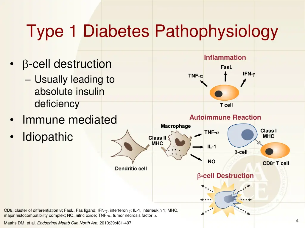 type 1 diabetes pathophysiology