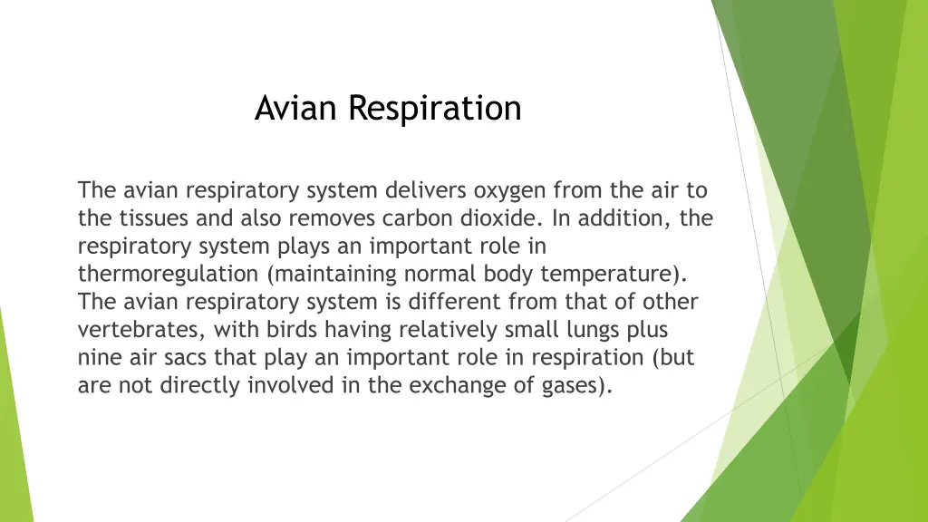 avian respiration