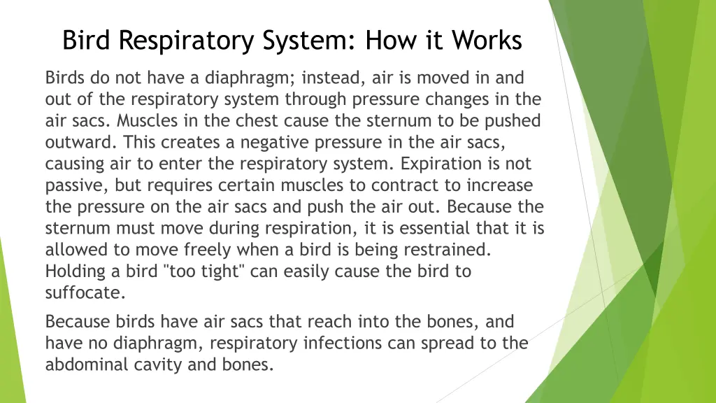 bird respiratory system how it works 1