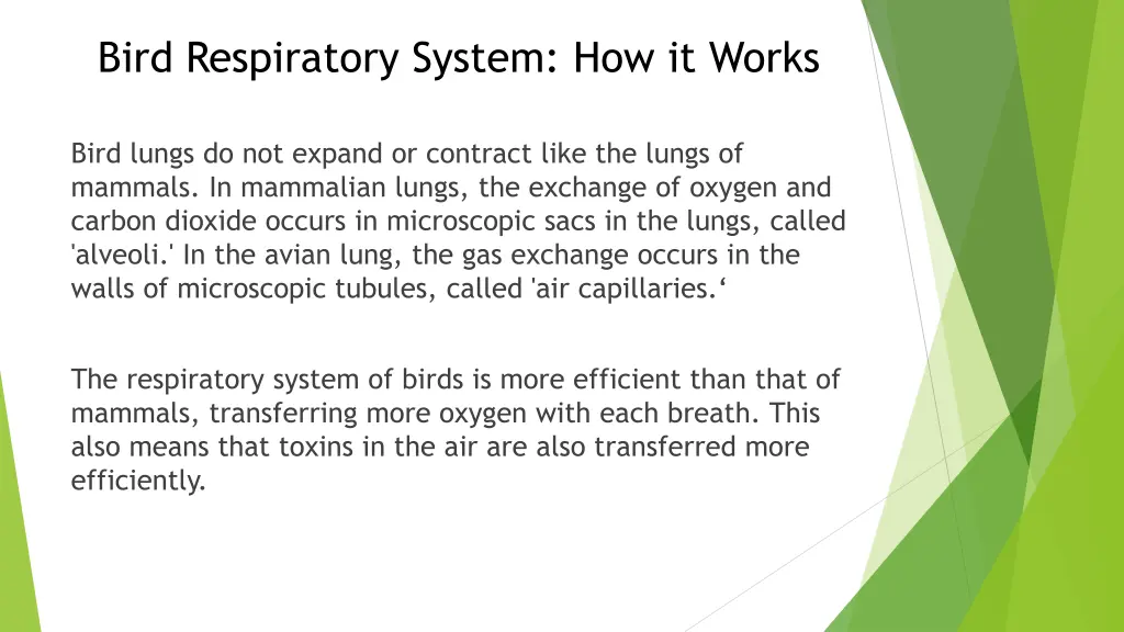 bird respiratory system how it works 2