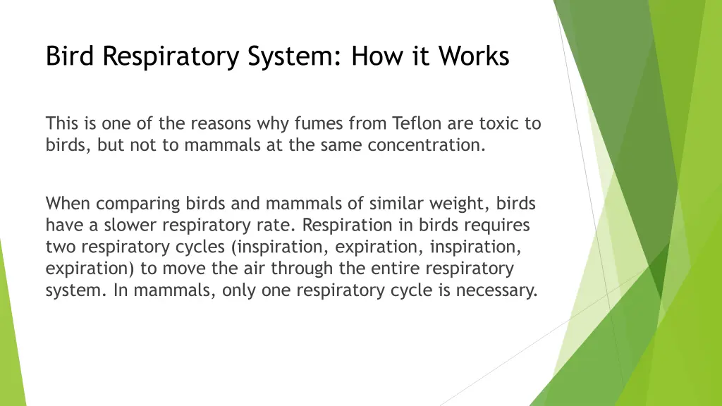 bird respiratory system how it works 3