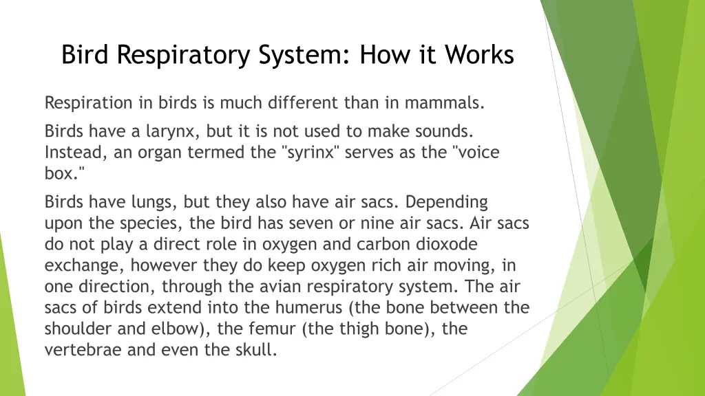 bird respiratory system how it works