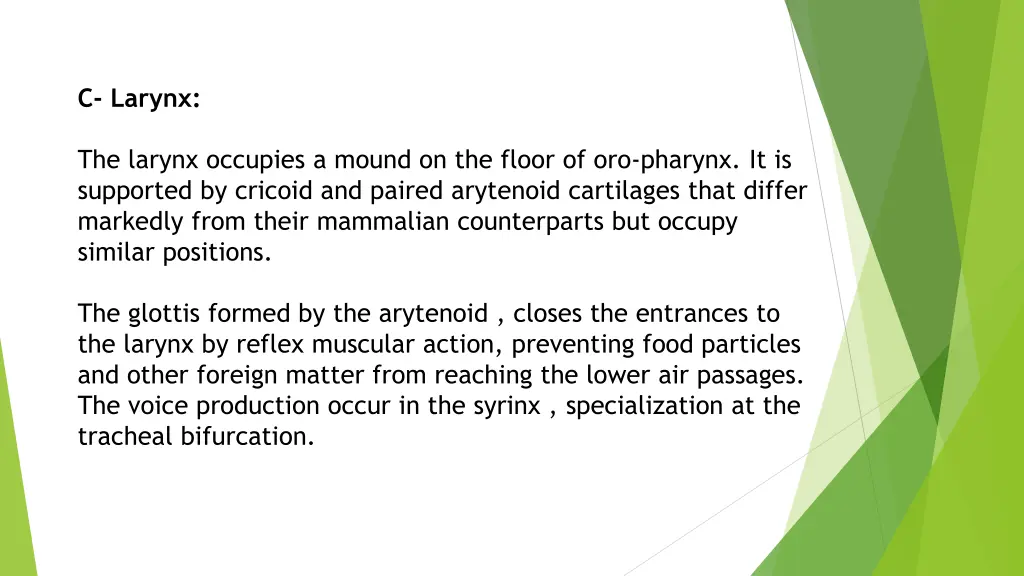 c larynx