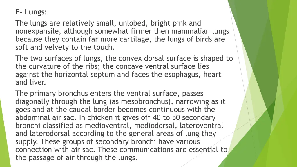 f lungs the lungs are relatively small unlobed