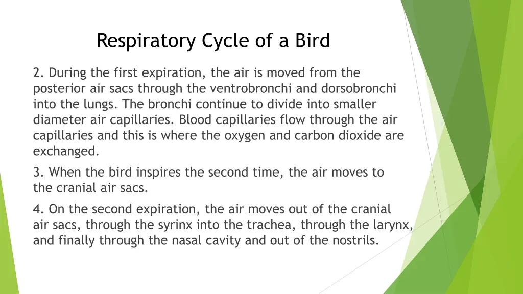 respiratory cycle of a bird 1