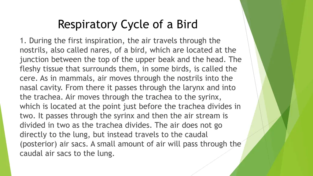 respiratory cycle of a bird