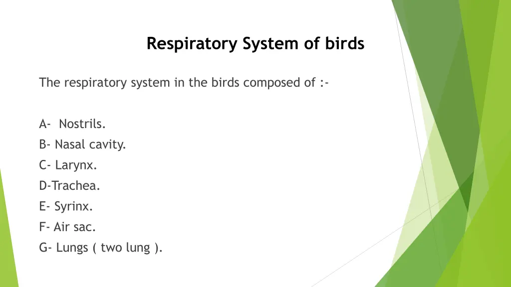 respiratory system of birds 1