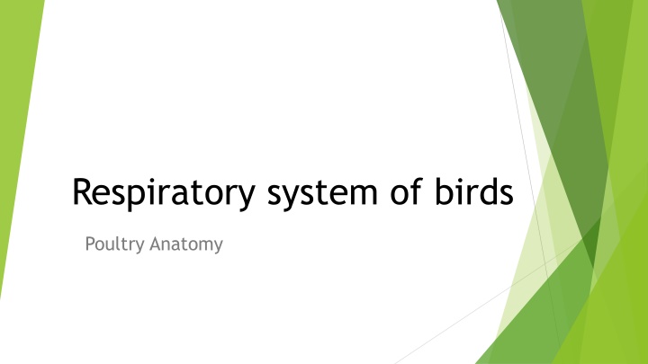 respiratory system of birds