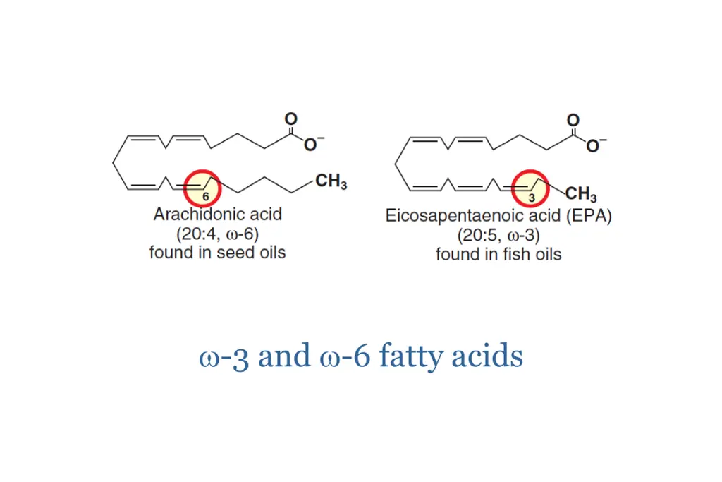 3 and 6 fatty acids 1