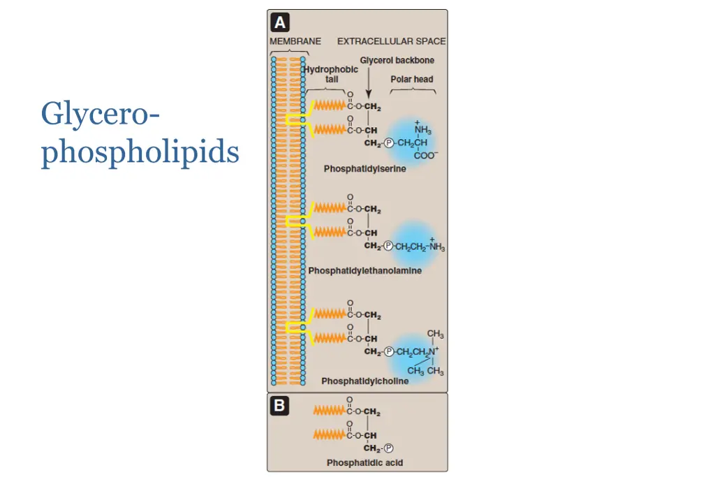 glycero phospholipids