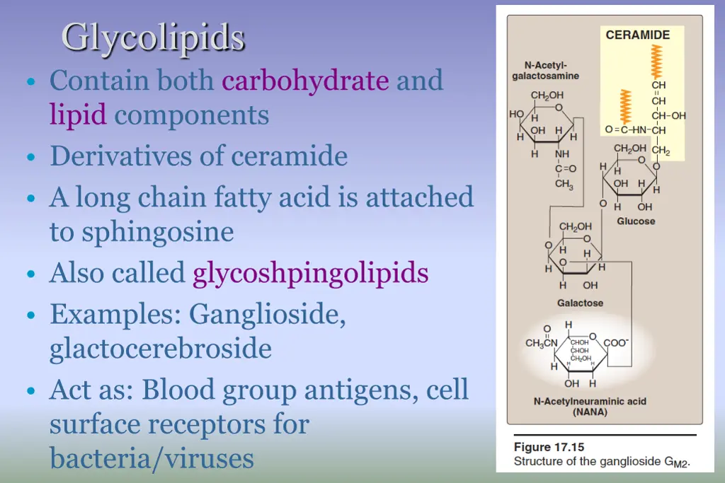 glycolipids contain both carbohydrate and lipid