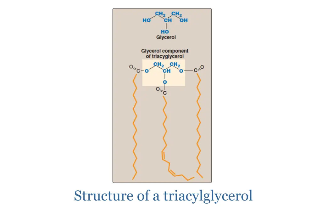 structure of a triacylglycerol