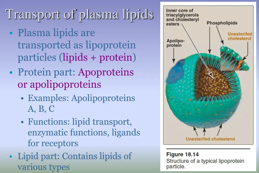 transport of plasma lipids plasma lipids