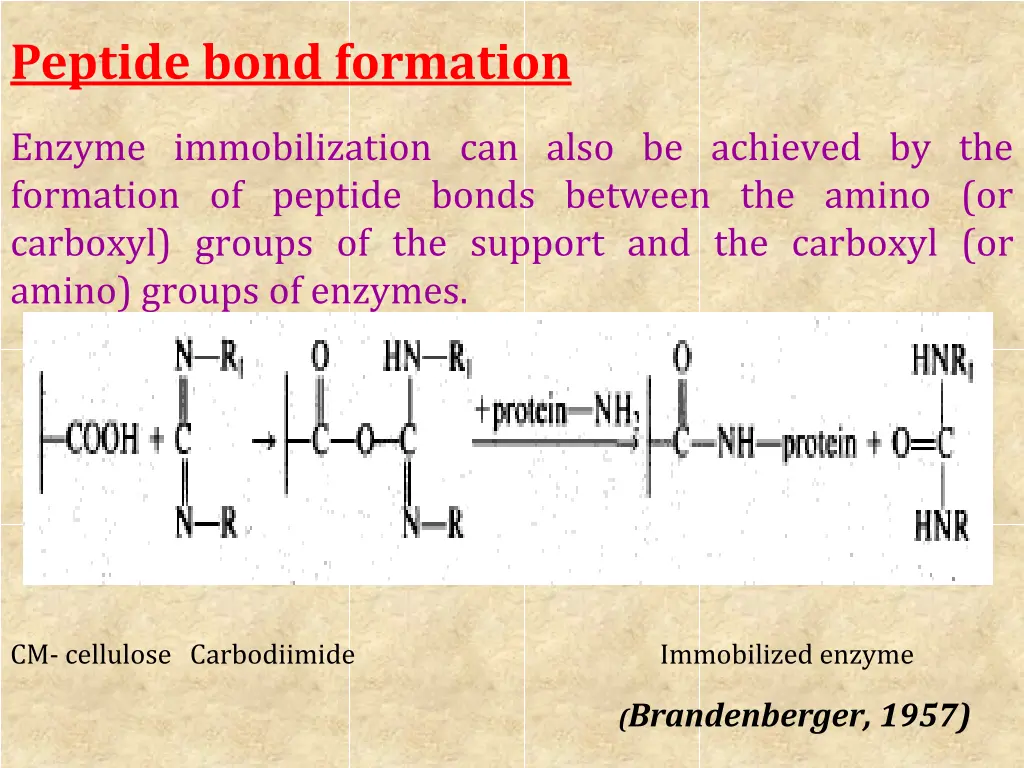 peptide bond formation