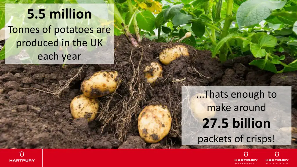 5 5 million tonnes of potatoes are produced