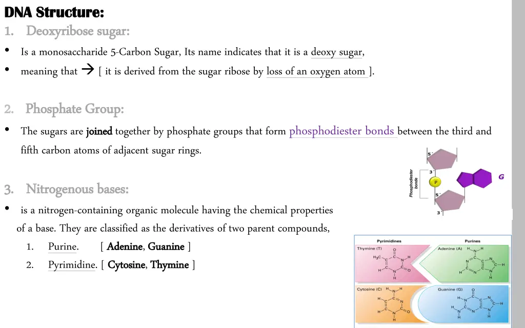 dna structure dna structure 1 1 deoxyribose