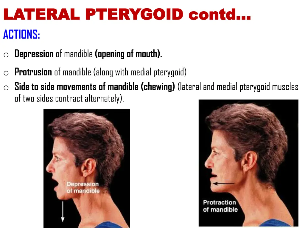 lateral pterygoid lateral pterygoid contd actions