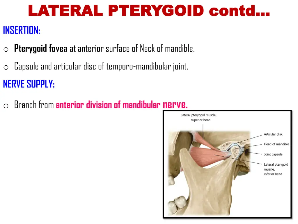 lateral pterygoid lateral pterygoid contd