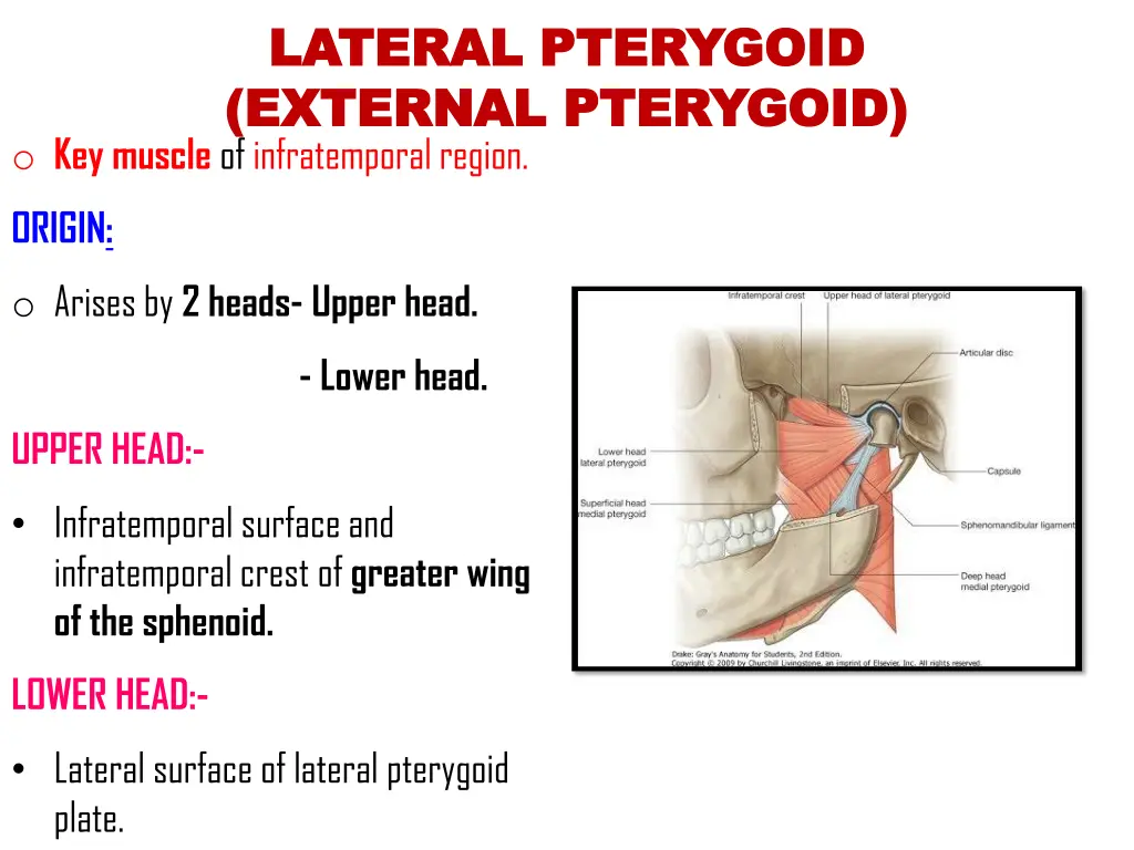 lateral pterygoid lateral pterygoid external