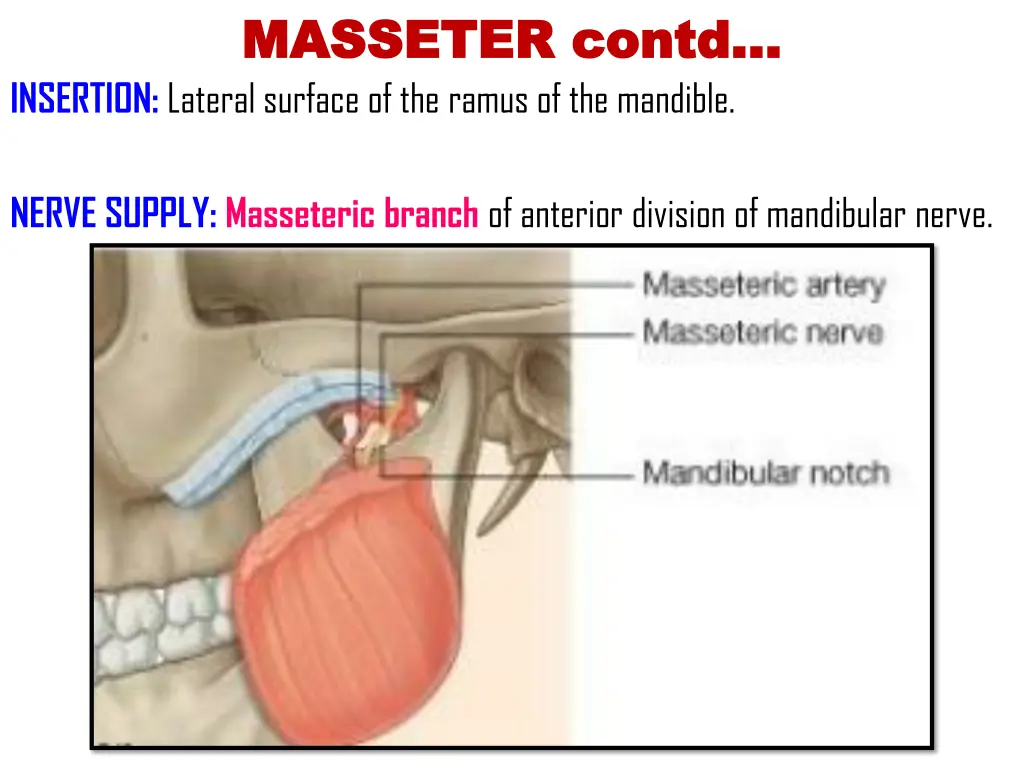 masseter masseter contd insertion lateral surface