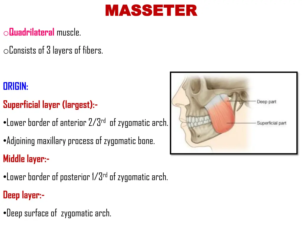 masseter masseter