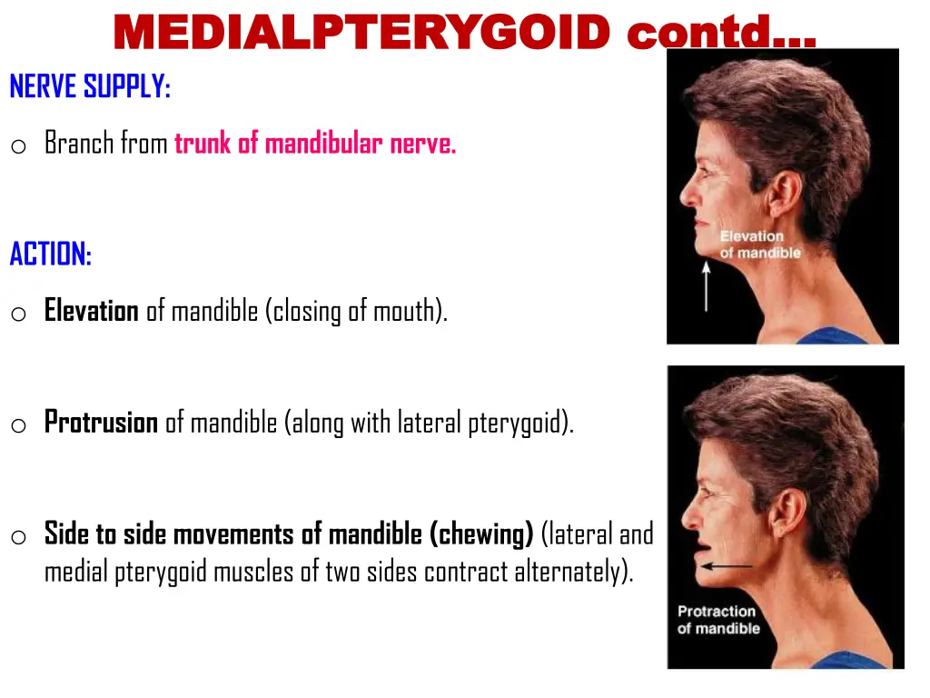 medialpterygoid medialpterygoid contd nerve supply