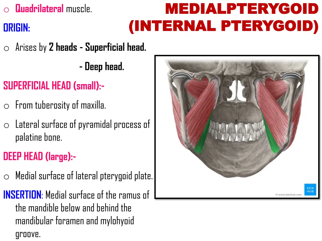 medialpterygoid medialpterygoid internal