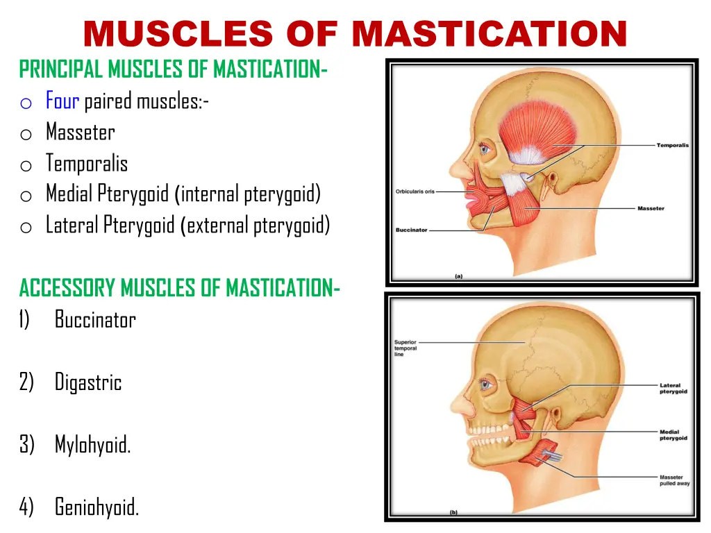 muscles of mastication principal muscles