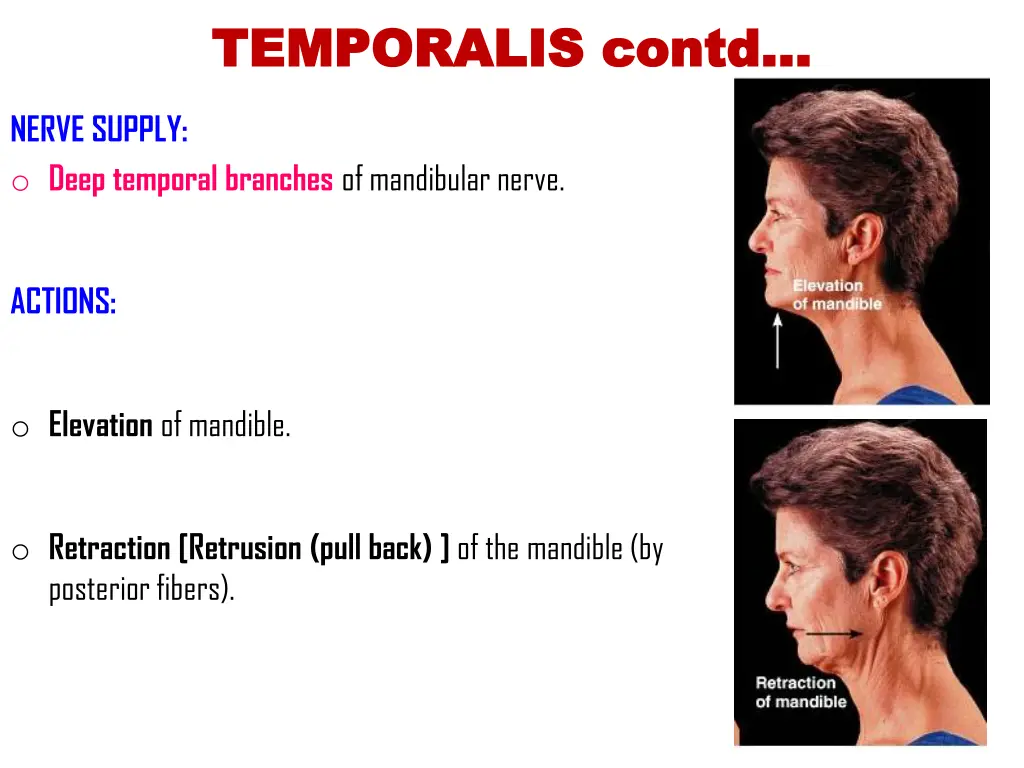 temporalis temporalis contd