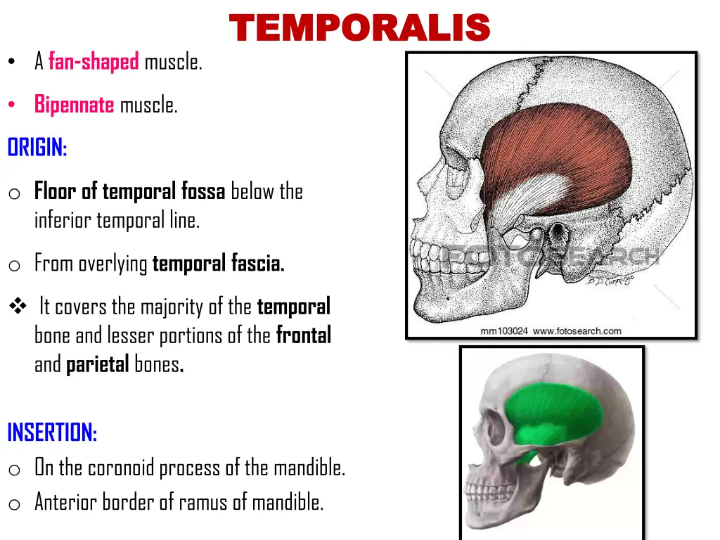 temporalis temporalis