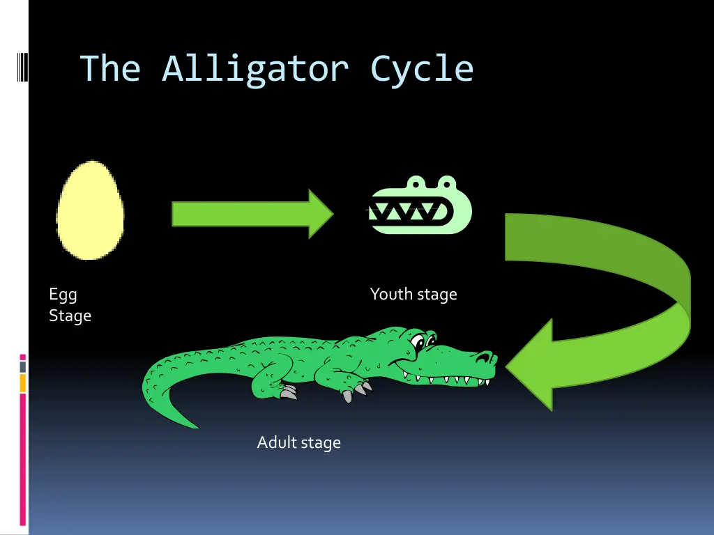 the alligator cycle