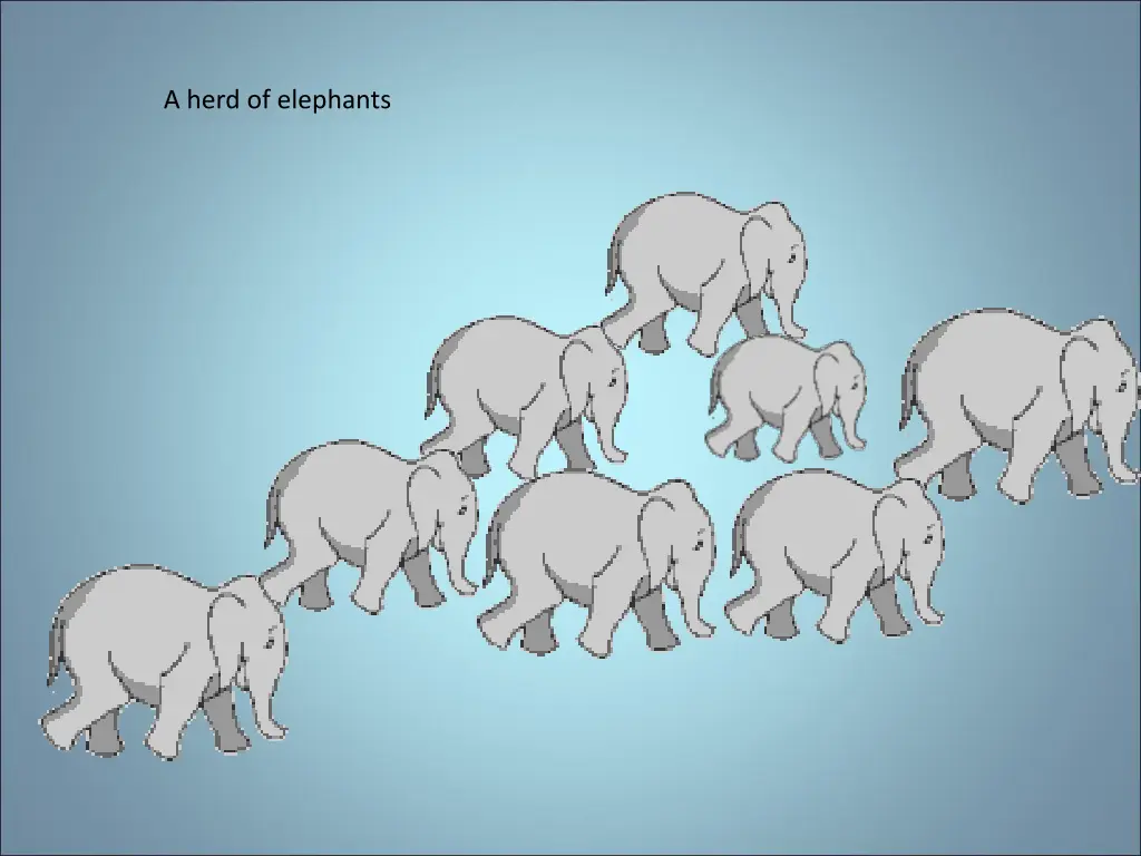 a herd of elephants