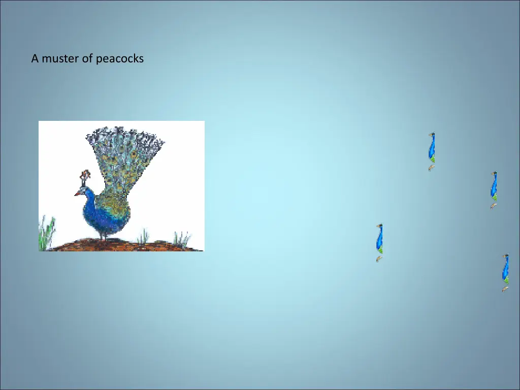 a muster of peacocks