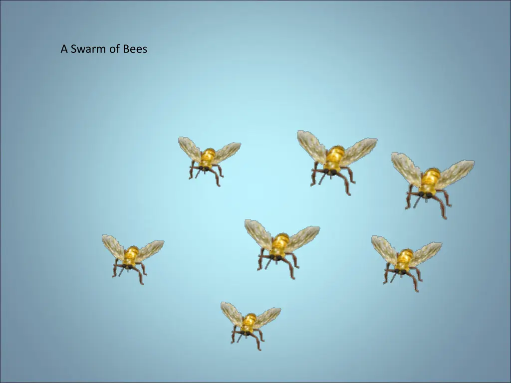 a swarm of bees