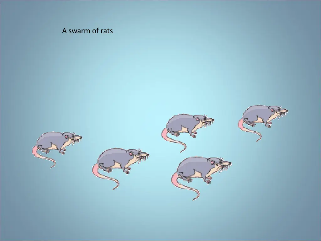 a swarm of rats