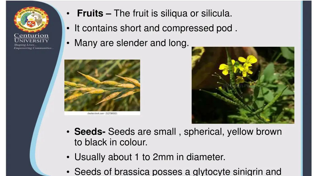 fruits the fruit is siliqua or silicula