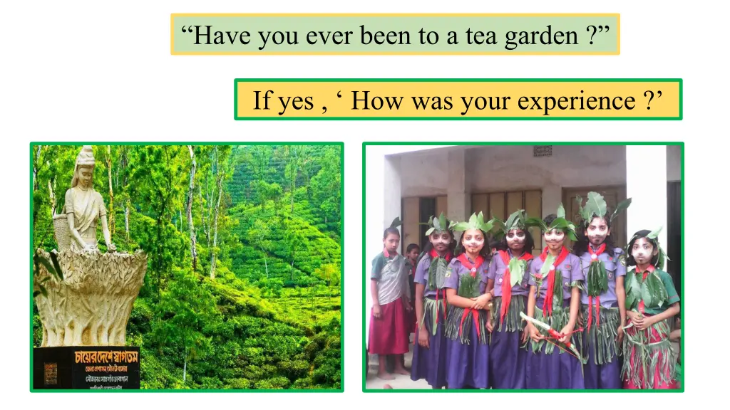 have you ever been to a tea garden