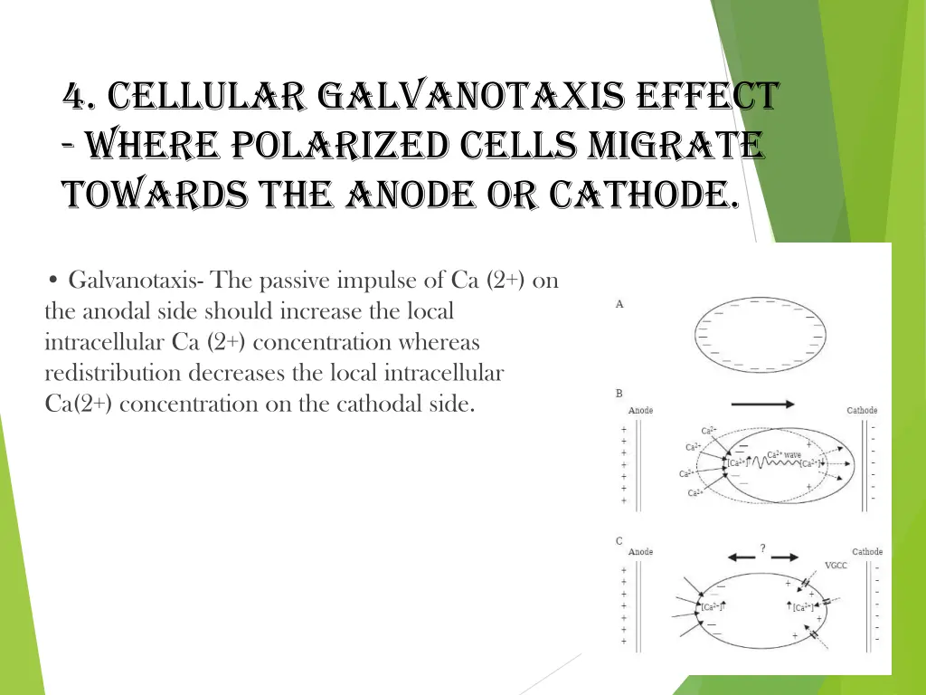 4 cellular galvanotaxis effect where polarized