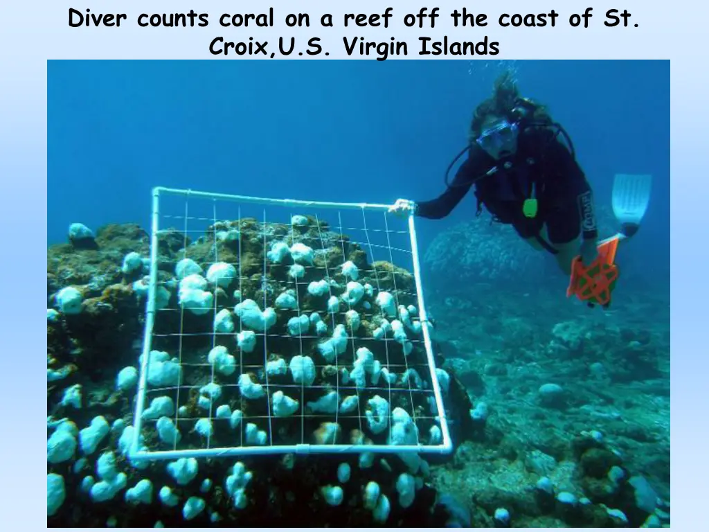 diver counts coral on a reef off the coast