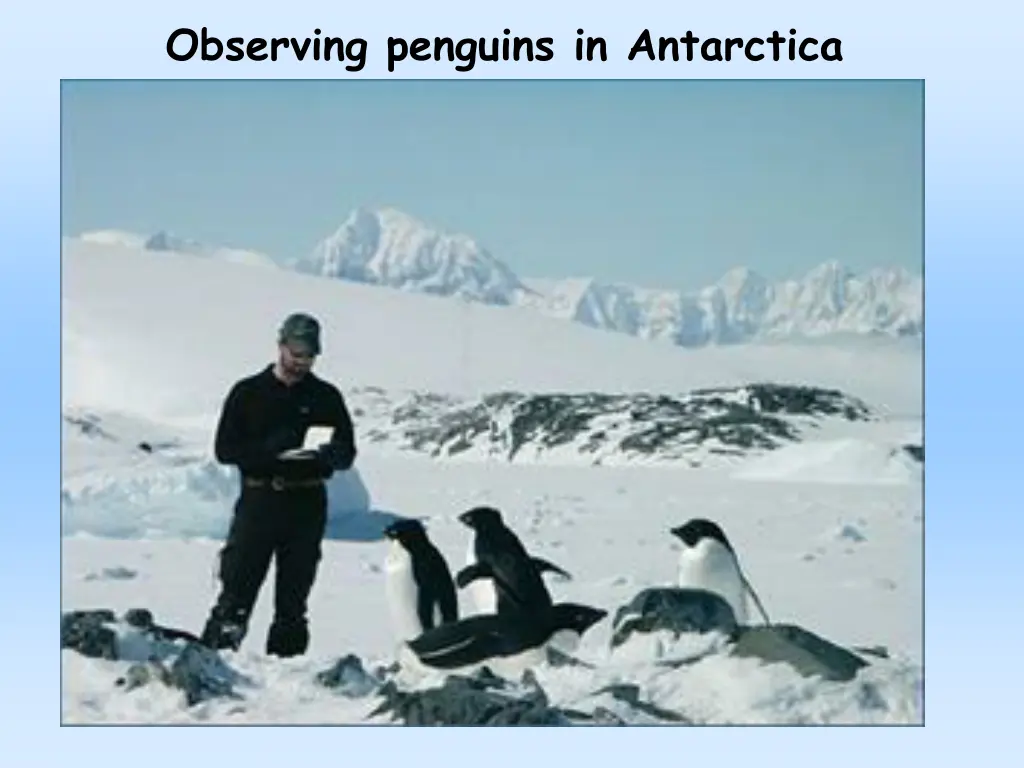 observing penguins in antarctica