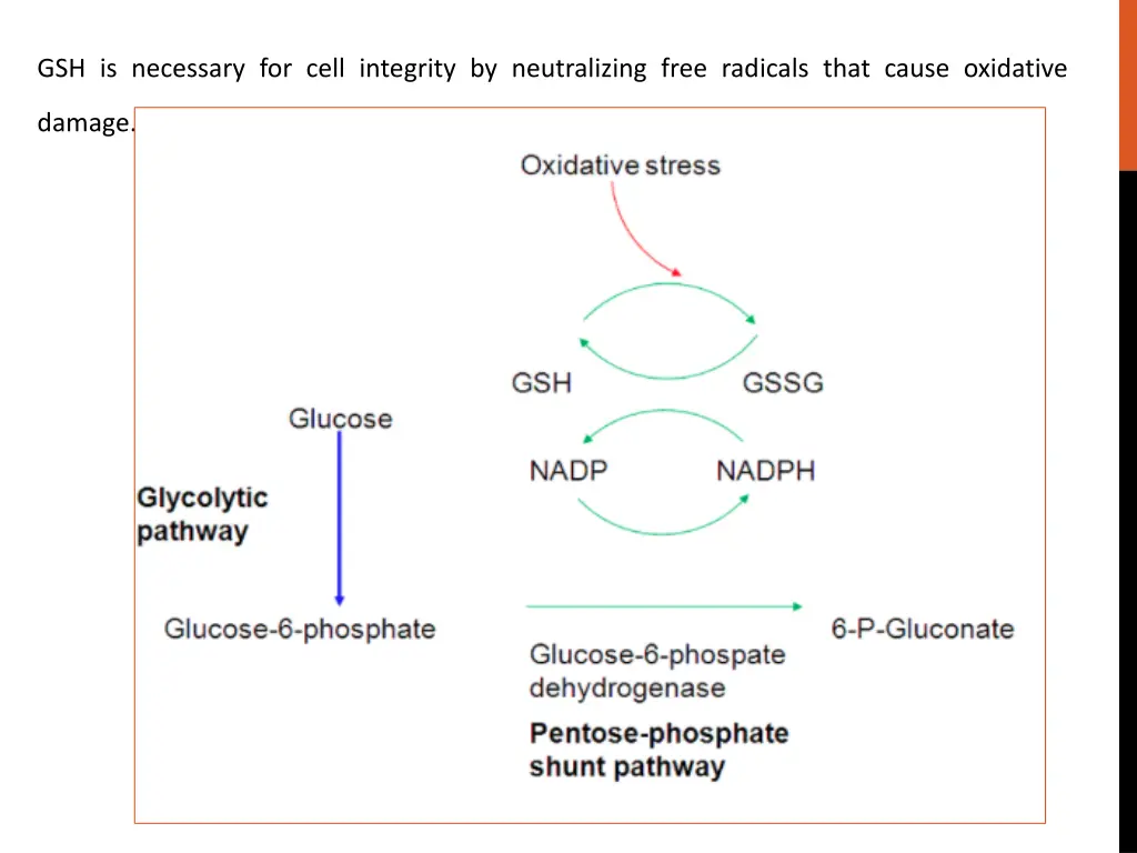 gsh is necessary for cell integrity