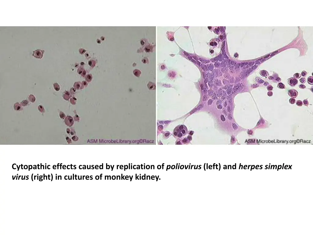 cytopathic effects caused by replication