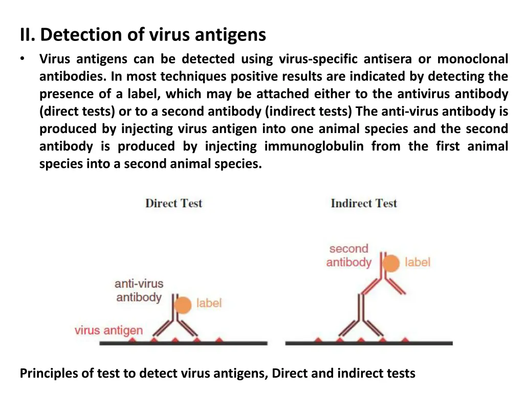 ii detection of virus antigens virus antigens