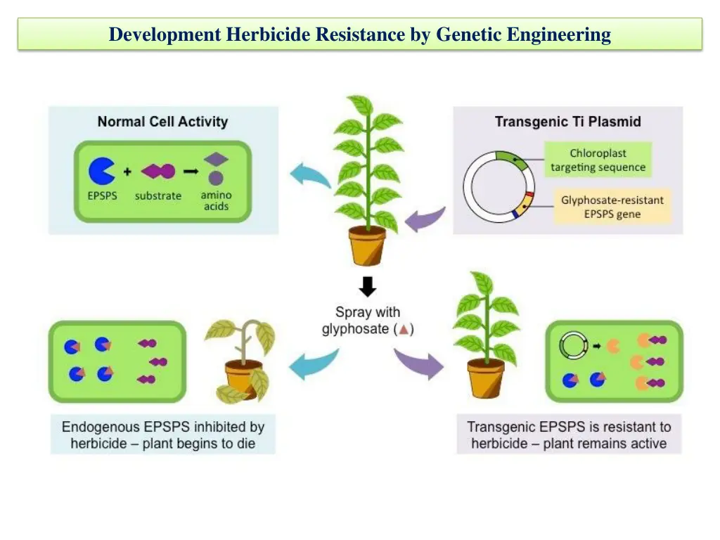 development herbicide resistance by genetic