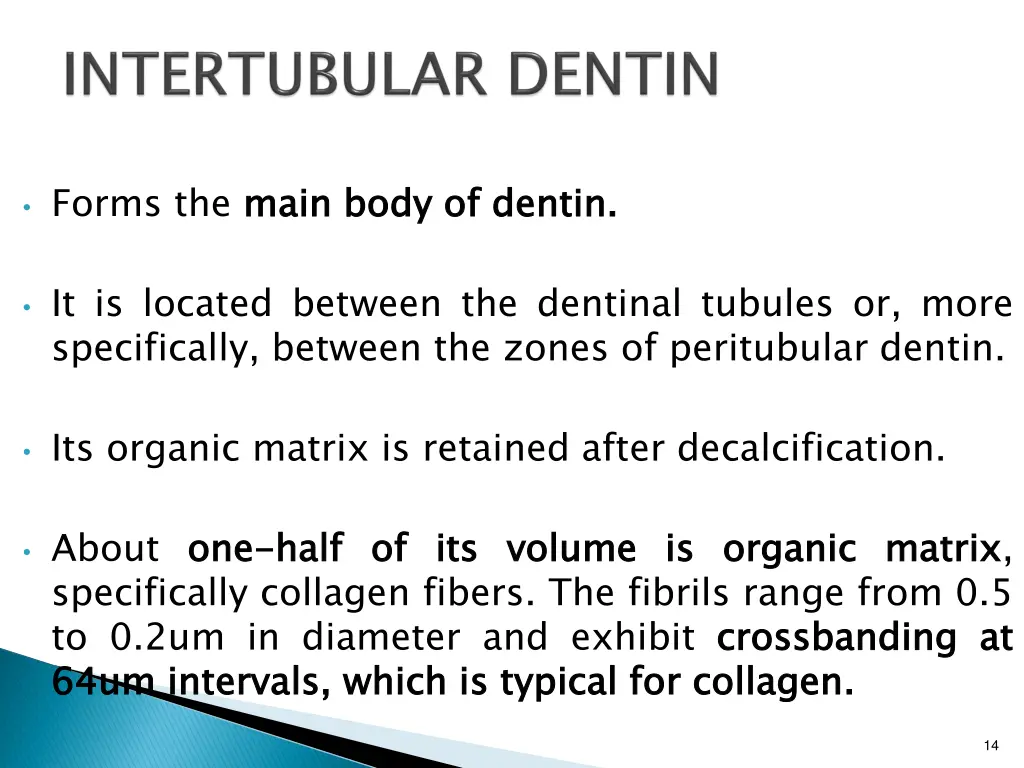 forms the main body of dentin