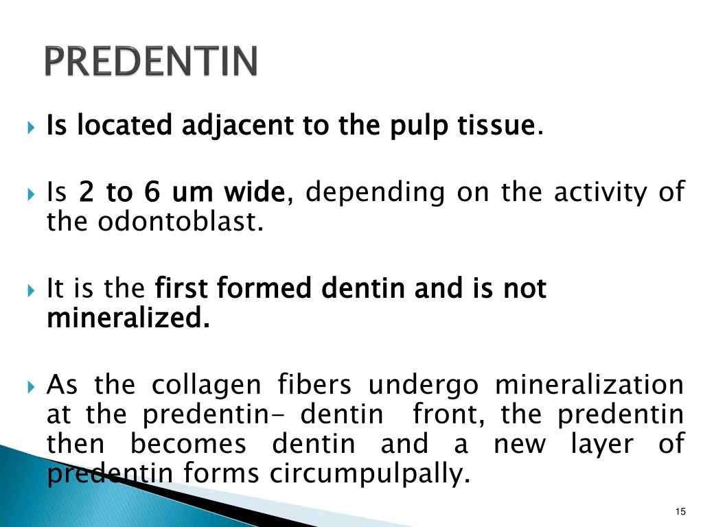 is located adjacent to the pulp tissue