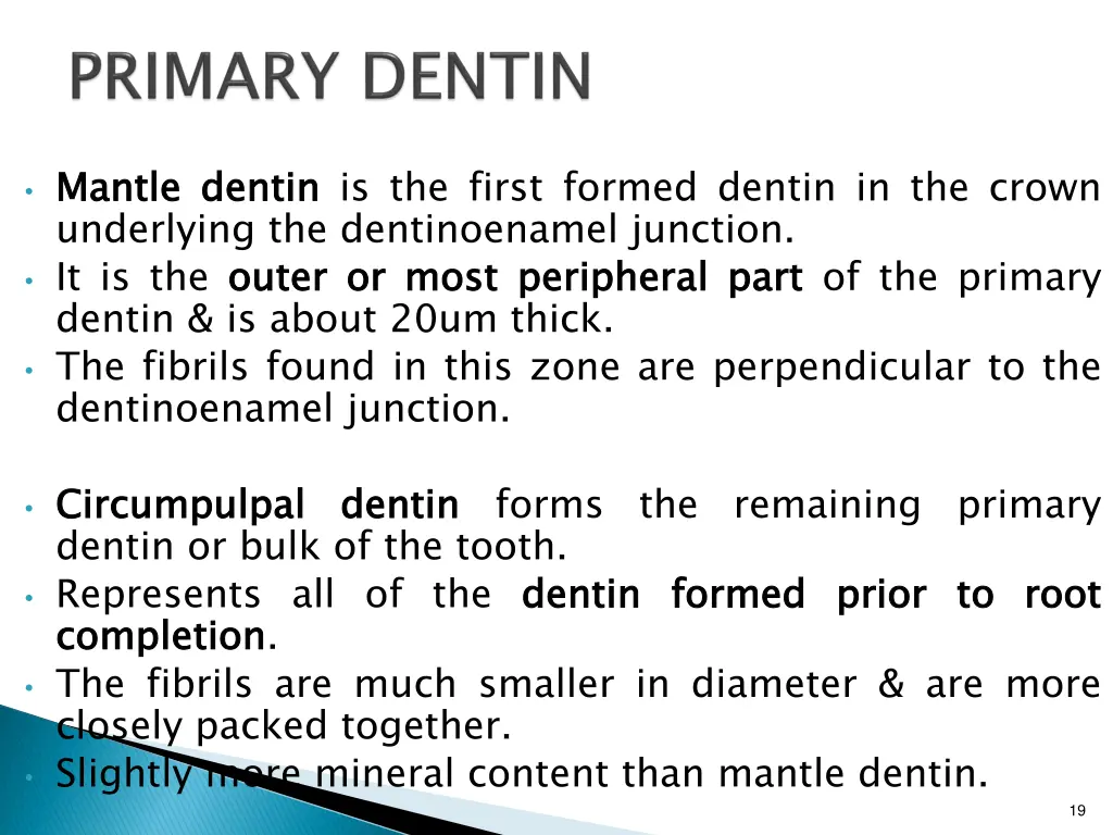 mantle underlying the dentinoenamel junction